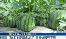 黑料不打样 寿光网红大瓜,黑料不打样，大瓜连连爆